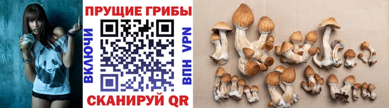 Галлюциногенные грибы Psilocybine cubensis  Моздок 